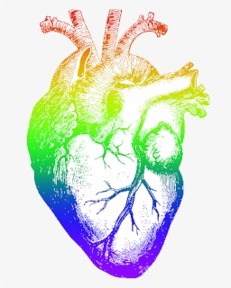 Rainbow Heart Png - Human Heart Pencil Drawing, Transparent Png, Transparent PNG