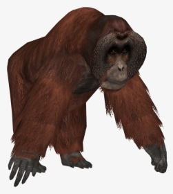 Big And Strong Orangutan Picture - Orangutan Png, Transparent Png, Transparent PNG
