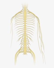 Neoplastic Epidural Spinal Cord Compression Nejm - Drawing, HD Png Download, Transparent PNG