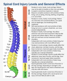 Sci Levels And Effects Narrow - Spinal Cord Injury Levels, HD Png Download, Transparent PNG