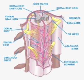 Image Result For Spinal Cord Meninges - Spinal Cord Meninges Anatomy, HD Png Download, Transparent PNG