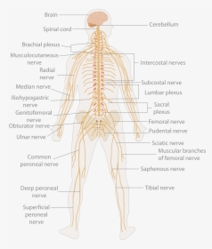 Primary Spinal Cord Tumours - Human Body Nerve Cell, HD Png Download, Transparent PNG