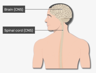 An Image Of The Body Showing The Spinal Cord, Brain, - Diagram Main Organs Of The Nervous System, HD Png Download, Transparent PNG
