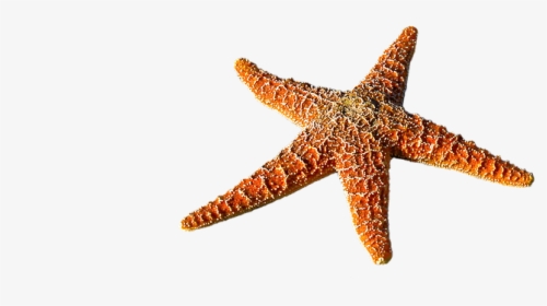 Starfish, Spur, Sea, Prickly, Marine Life, Sea Animal - Bintang Laut Png, Transparent Png, Transparent PNG