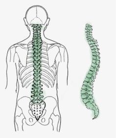 Spinal Cord In Sanskrit Is Called, HD Png Download, Transparent PNG