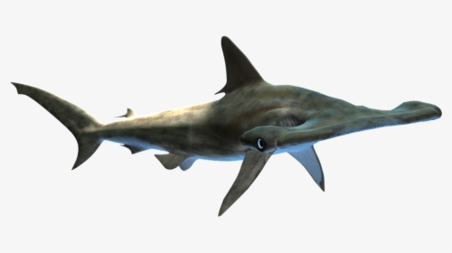 Shark, Hammer Head, Sea Life, Endangered, Wildlife, - Tiburon Martillo Png, Transparent Png, Transparent PNG