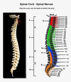 Collection Of Free Spine Drawing Physiology Download - Human Spine Anatomy Nerve, HD Png Download, Transparent PNG