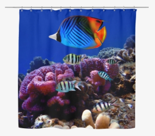 Sea Life 03 Tropical Fish Shower Curtain - Andaman And Nicobar Islands Biodiversity, HD Png Download, Transparent PNG