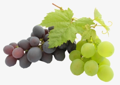 Play Transparent Background - Sonaka Seedless Grapes Png, Png Download, Transparent PNG