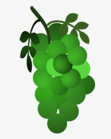 Grape,seedless Fruit,green,grapevine Plant,sultana,grape - Kreslené Hrozny Png, Transparent Png, Transparent PNG