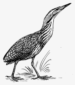 Bittern Black And White, HD Png Download, Transparent PNG
