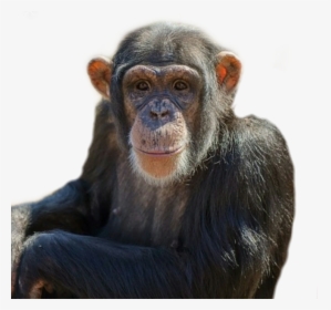 #monkey #animal #chimpanzee #chimp #zoo - Common Chimpanzee, HD Png Download, Transparent PNG