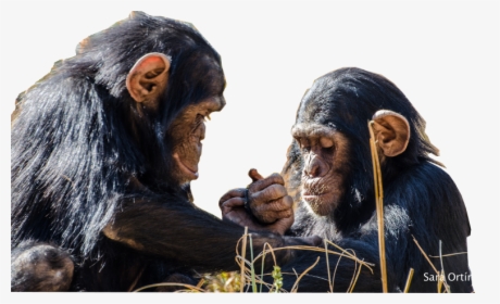 Chimfunshi Chimpanzee Sanctuary, HD Png Download, Transparent PNG