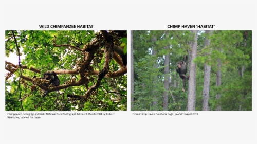 Chimpanzee Eating, HD Png Download, Transparent PNG