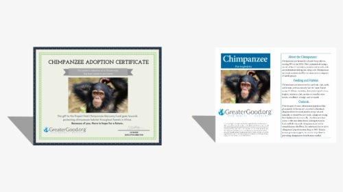 Macaque, HD Png Download, Transparent PNG