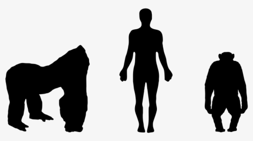 Gorilla And Man Size, HD Png Download, Transparent PNG