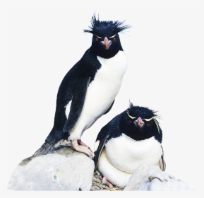 Rockhopper Penguin Clipart - Rockhopper Penguin Cut Out, HD Png Download, Transparent PNG