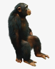 #chimp #chimpanzee #sitting #freetoedit - Chimpanzee Png, Transparent Png, Transparent PNG