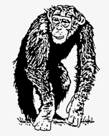 Chimp Rubber Stamp   Title Chimp Rubber Stamp - Endowment Effects In Chimpanzees, HD Png Download, Transparent PNG