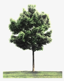Street Tree Png - Tree Branches Of Philosophy, Transparent Png, Transparent PNG