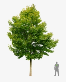 Transparent Street Tree Png - Avocado Tree Transparent, Png Download, Transparent PNG