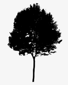 Tree, Bush, Nature, Leaves, Trunk, Silhouette - Architecture Tree Silhouette Png, Transparent Png, Transparent PNG