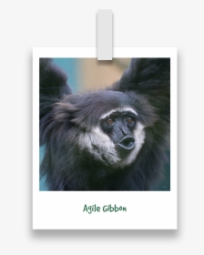 Agile-gibbon, HD Png Download, Transparent PNG