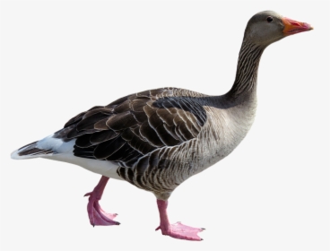 Animal, Goose, Poultry, Bird, Bill, Feather, Isolated - Goose, HD Png Download, Transparent PNG