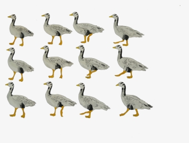 Bar Headed Goose Walking Animation Frames Elephant, HD Png Download, Transparent PNG