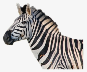 Transparent Zebra Head Png - Do Zebras Sound Like, Png Download, Transparent PNG