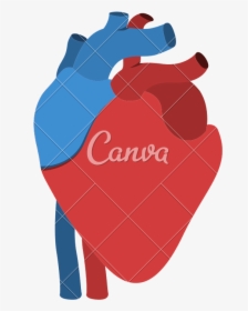 Human Heart Anatomy Isolated Icon Design, HD Png Download, Transparent PNG