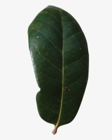 Live Oak Leaf Png, Transparent Png, Transparent PNG