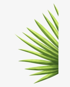 Saw Palmetto, HD Png Download, Transparent PNG