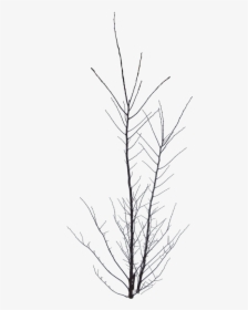 #bush #outline #tree #blackandwhite #silhouette #treesilhouette - Red Pine, HD Png Download, Transparent PNG