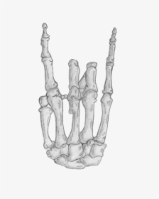 Skeleton Hand Png, Transparent Png, Transparent PNG