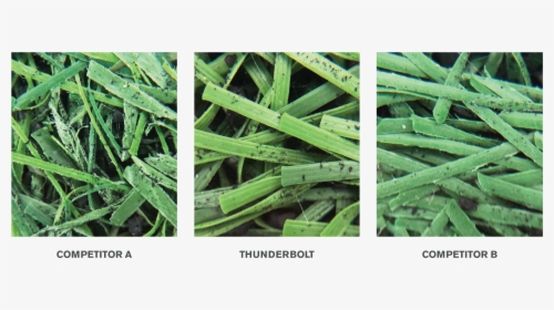 Lisport-comparison - Sweet Grass, HD Png Download, Transparent PNG