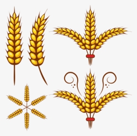 Grains Clipart Wheat Leaf - Wheat Leaves Clipart Png, Transparent Png, Transparent PNG