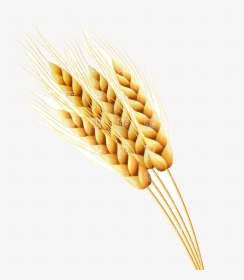 Wheat Ears Of Or Rye Vector Image Illustration Plants - Rye Clipart, HD Png Download, Transparent PNG