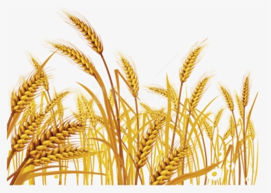 Free Png Download Wheat Png Images Background Png Images - Wheat Grass Clip Art, Transparent Png, Transparent PNG