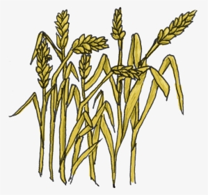 Wheat Images Clip Art Clipart - Grain Clipart, HD Png Download, Transparent PNG