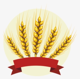 Grass Family,wheat,food Grain - Barley Clipart, HD Png Download, Transparent PNG