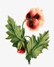 Flower Drawing Poppy - Transparent Background Flower Drawing Png, Png Download, Transparent PNG
