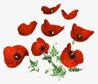 Transparent Poppy Flower Png - Corn Poppy, Png Download, Transparent PNG