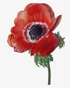 #poppy #flower #red - Poppy, HD Png Download, Transparent PNG
