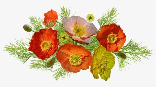 Poppies, Iceland, Flowers, Arrangement, Nature, Cut - Amapolas Png, Transparent Png, Transparent PNG