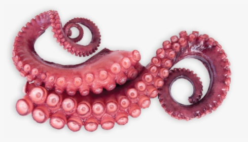 #tentacles #octopus #sticker - Tentaculos De Pulpo, HD Png Download, Transparent PNG