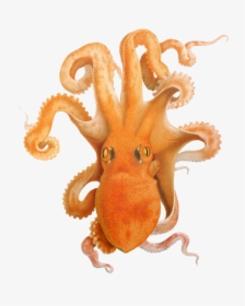 Octopus Illustration, Illustration Of Octopus - Imagenes De Cefalópodos Kawaiis, HD Png Download, Transparent PNG