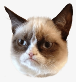 Memes - Transparent Cat Face Png, Png Download, Transparent PNG