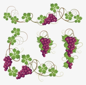 Common Grape Vine Clip Art - Grapes On Vine Clipart, HD Png Download, Transparent PNG