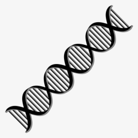 Transparent Black And White Dna Clipart - Clipart Dna Double Helix, HD Png Download, Transparent PNG